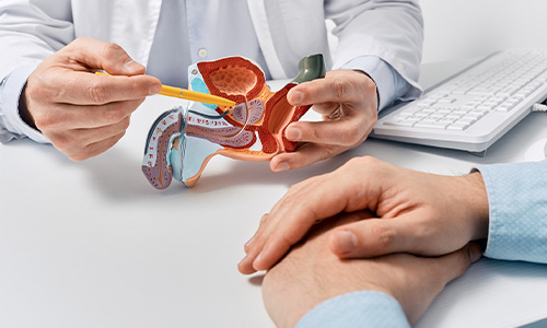 Doctor enseñando el funcionamiento del sistema urinario a hombre