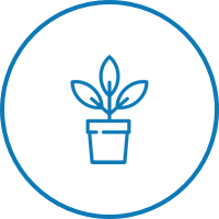 Planta